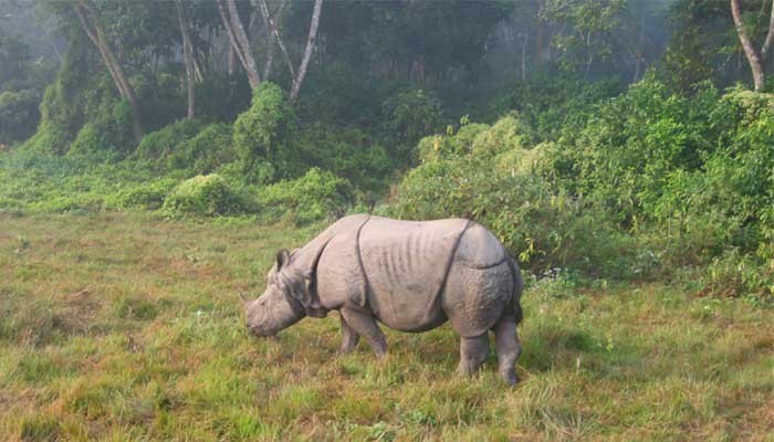 Rhino eating grass at Chitwan National Park