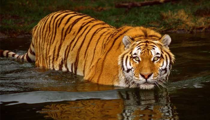 Royal Bengal Tiger at Bardia National Park