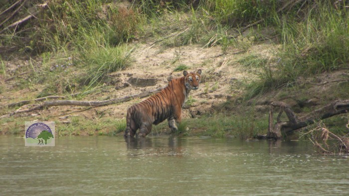 Tiger in bardia