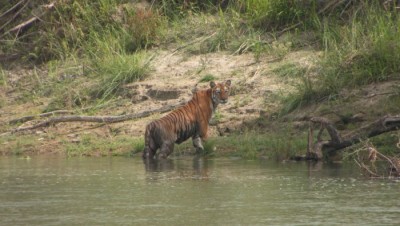 Tiger in bardia