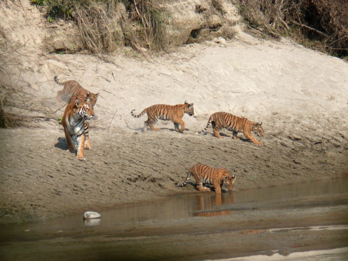 Bardia National Park Jungle Safari