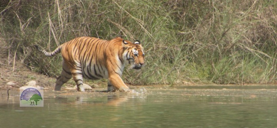 Nepal Tiger Safari Tour